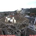 08_50-nest.jpg