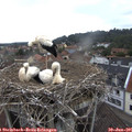 08_55-nest.jpg