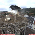 09_05-nest.jpg