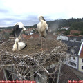 09_10-nest.jpg