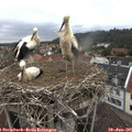 09_15-nest.jpg