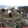09_20-nest.jpg