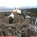 09_25-nest.jpg