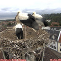 09_30-nest.jpg