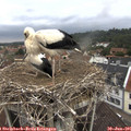 09_35-nest.jpg