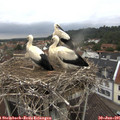 09_40-nest.jpg