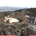 09_45-nest.jpg