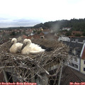 09_50-nest.jpg
