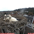 09_55-nest.jpg
