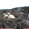 10_00-nest.jpg
