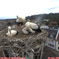 10_05-nest.jpg