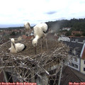 10_10-nest.jpg