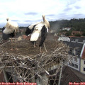 10_15-nest.jpg