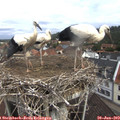 10_20-nest.jpg