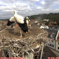 10_25-nest.jpg