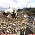 10_30-nest.jpg