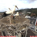 10_35-nest.jpg