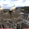 10_40-nest.jpg