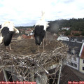 10_45-nest.jpg