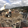10_50-nest.jpg