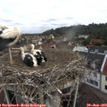 10_55-nest.jpg