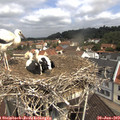 11_00-nest.jpg