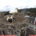 11_05-nest.jpg
