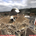 11_10-nest.jpg