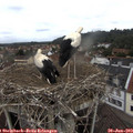 11_15-nest.jpg