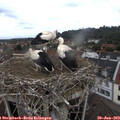 11_20-nest.jpg
