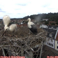 11_25-nest.jpg