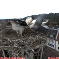 11_30-nest.jpg