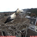 11_35-nest.jpg