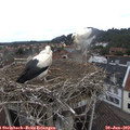 11_40-nest.jpg