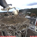 11_45-nest.jpg