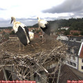 11_50-nest.jpg