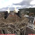 11_55-nest.jpg