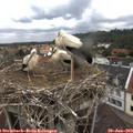 12_00-nest.jpg