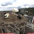 12_05-nest.jpg