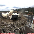 12_10-nest.jpg