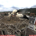 12_15-nest.jpg