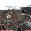 12_20-nest.jpg