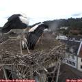 12_25-nest.jpg
