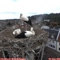 12_30-nest.jpg