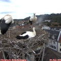 12_35-nest.jpg