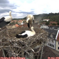 12_40-nest.jpg