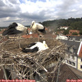 12_45-nest.jpg