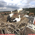 12_50-nest.jpg