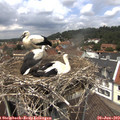 12_55-nest.jpg