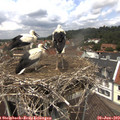 13_00-nest.jpg